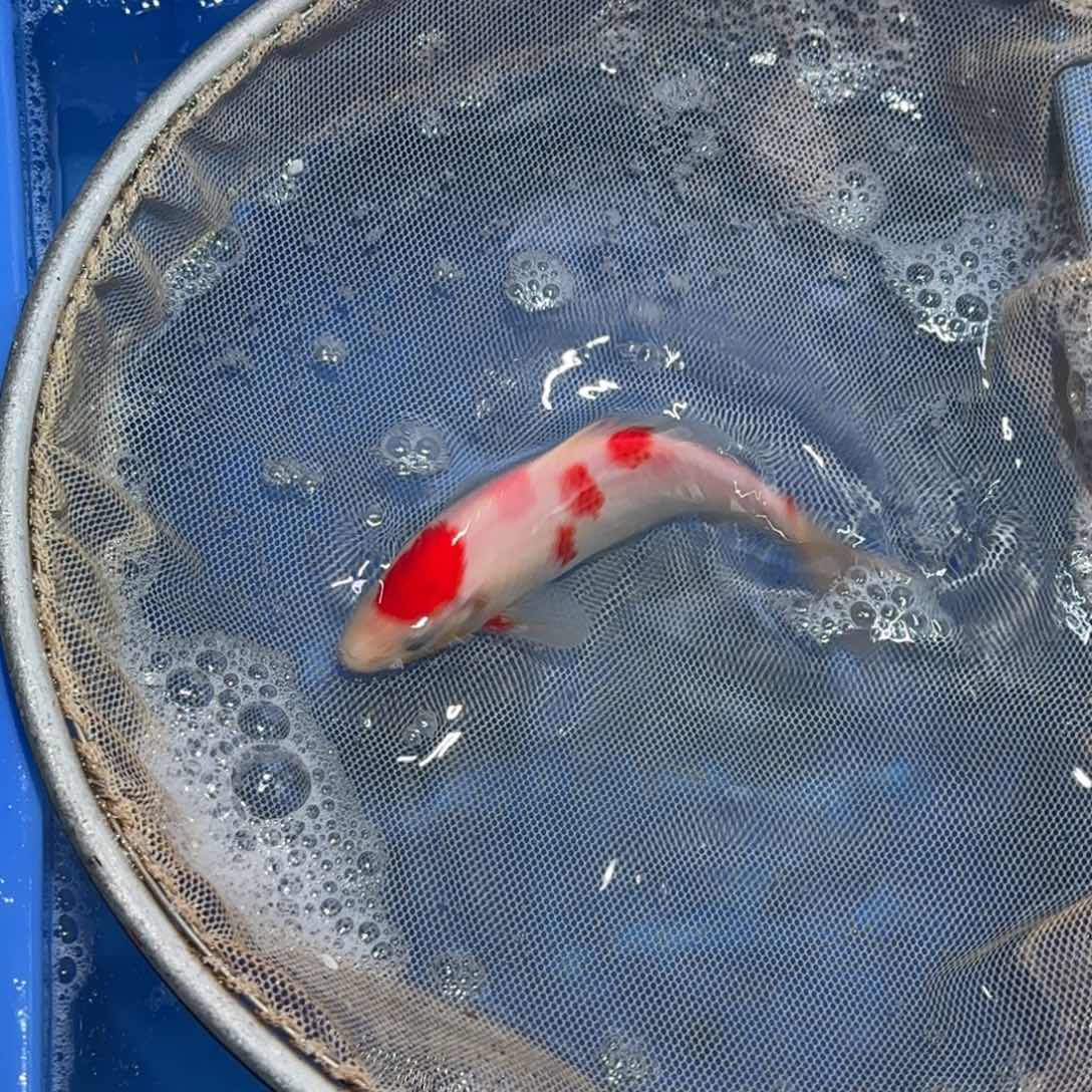 锦鲤锦鲤观赏鱼锦鲤