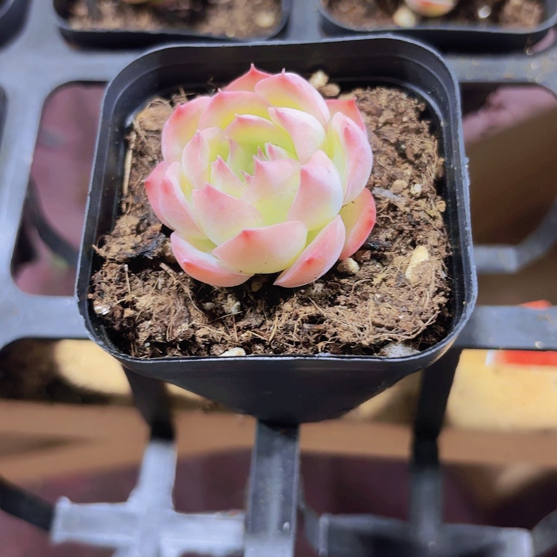 源*精品侧影多肉植物