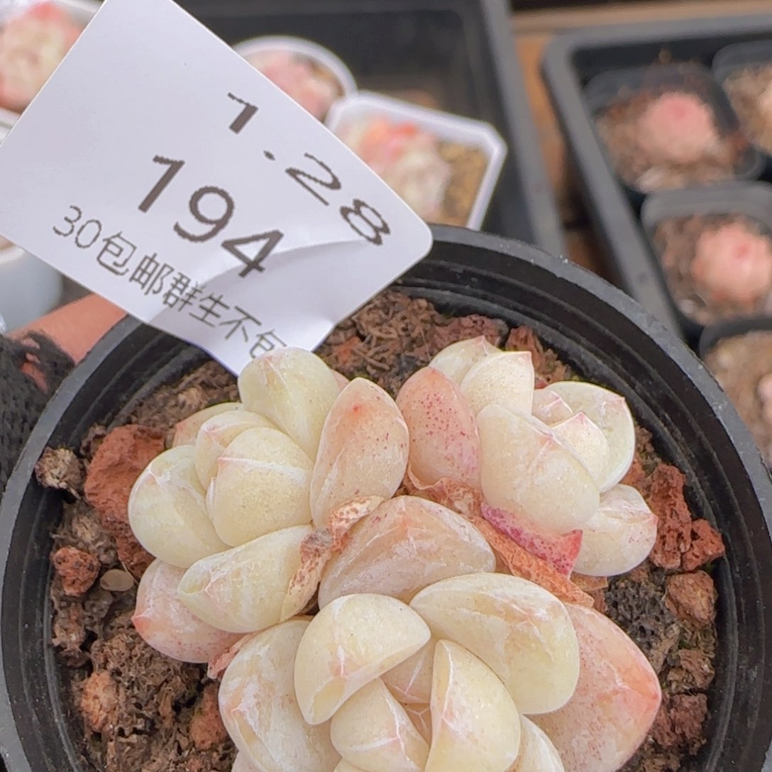 三头小脸冰玉一颗脱土