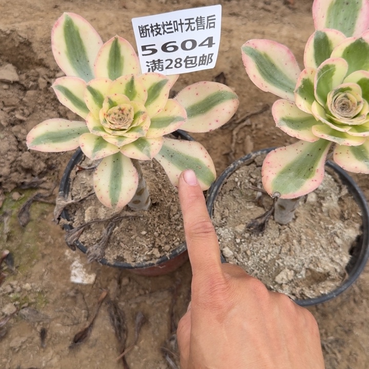 5604量拍燕姿福利二号棚C