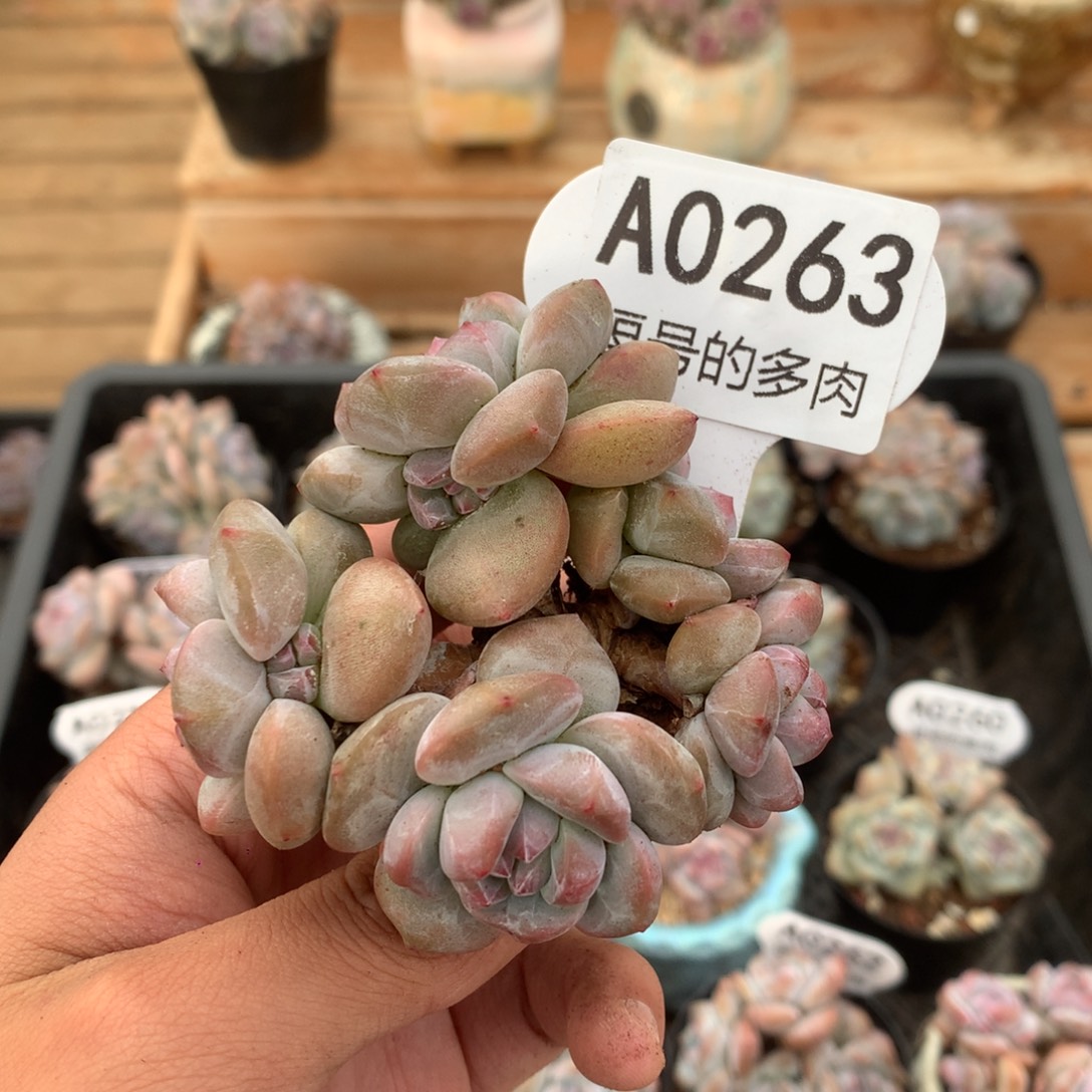 A0263 突尼斯潜力股 有砍8cm