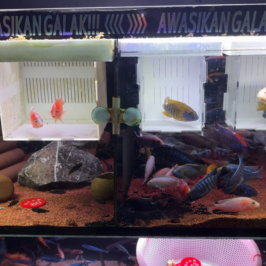 山***峰慈鲷鱼直播72号4条包邮