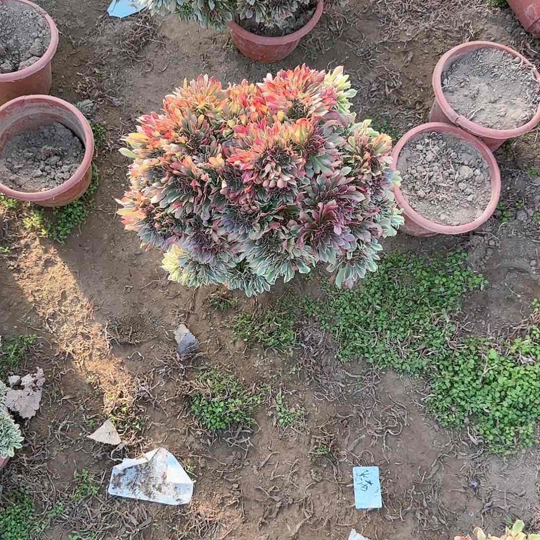 佛***?缀话脱土发货缀话