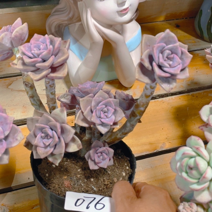 谢谢你的支持00000076