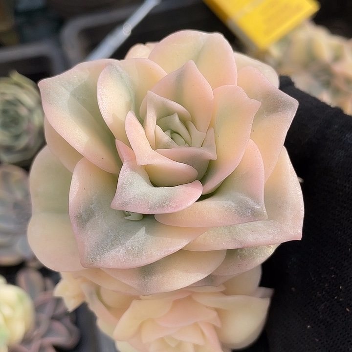 可爱玫瑰锦。锦龙多肉园艺