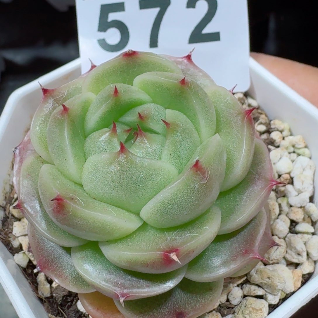 麦秆秃子          精品多肉