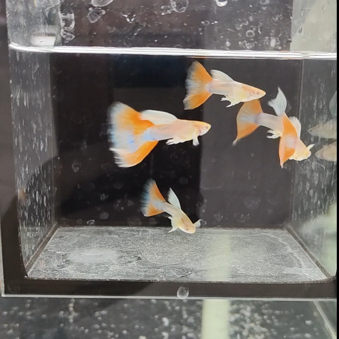 蓝白飞船火烧云孔雀鱼【开箱视频报损 入缸不包损 请2小时内签收】