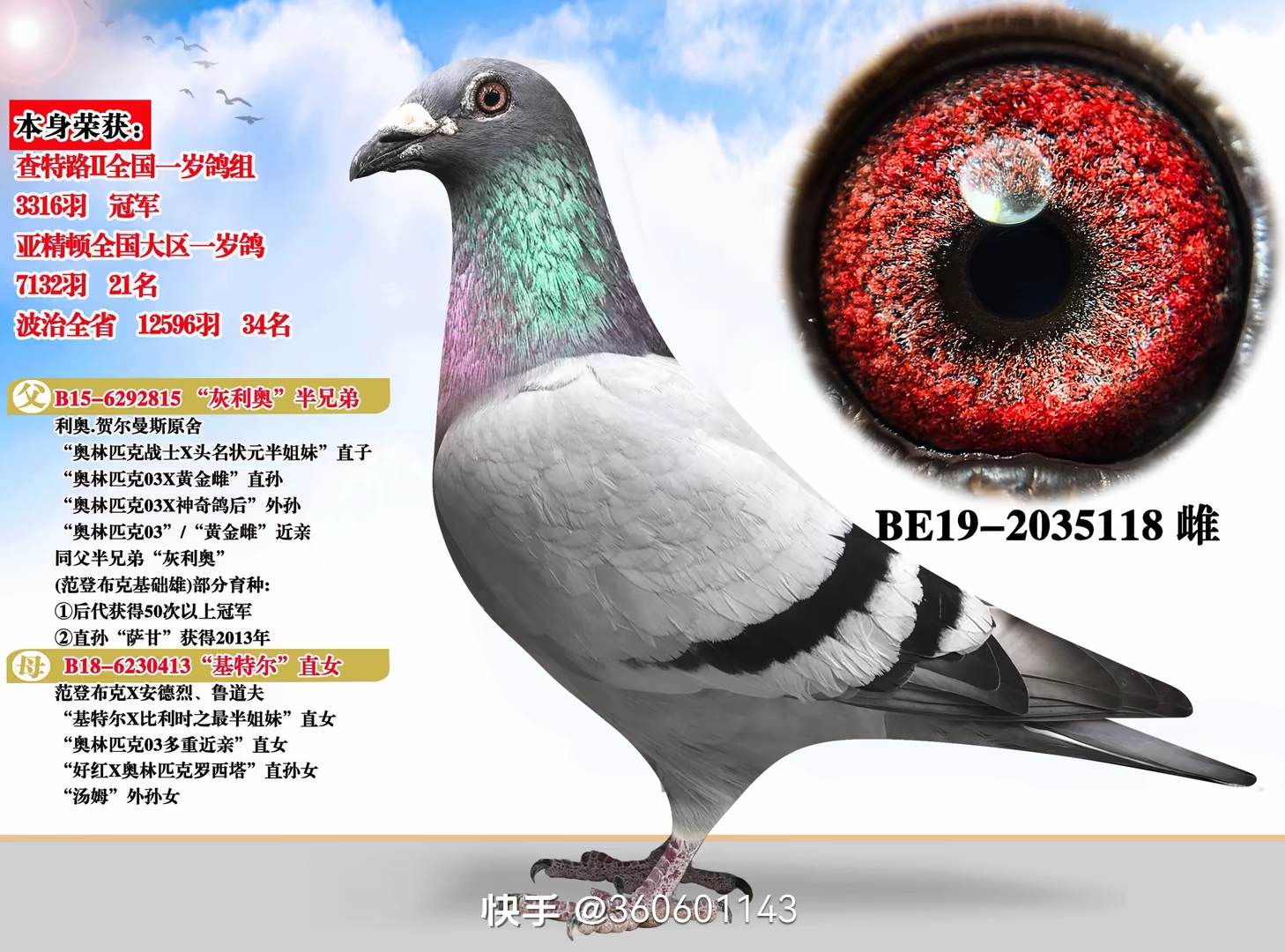 优质信鸽圆环种鸽赛鸽育种血统鸽天落鸟