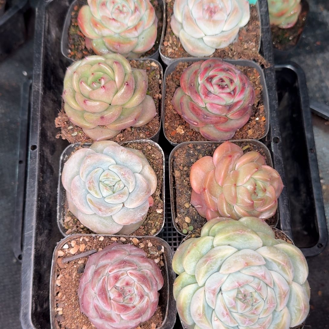 从前慢多肉精选编号0102.167