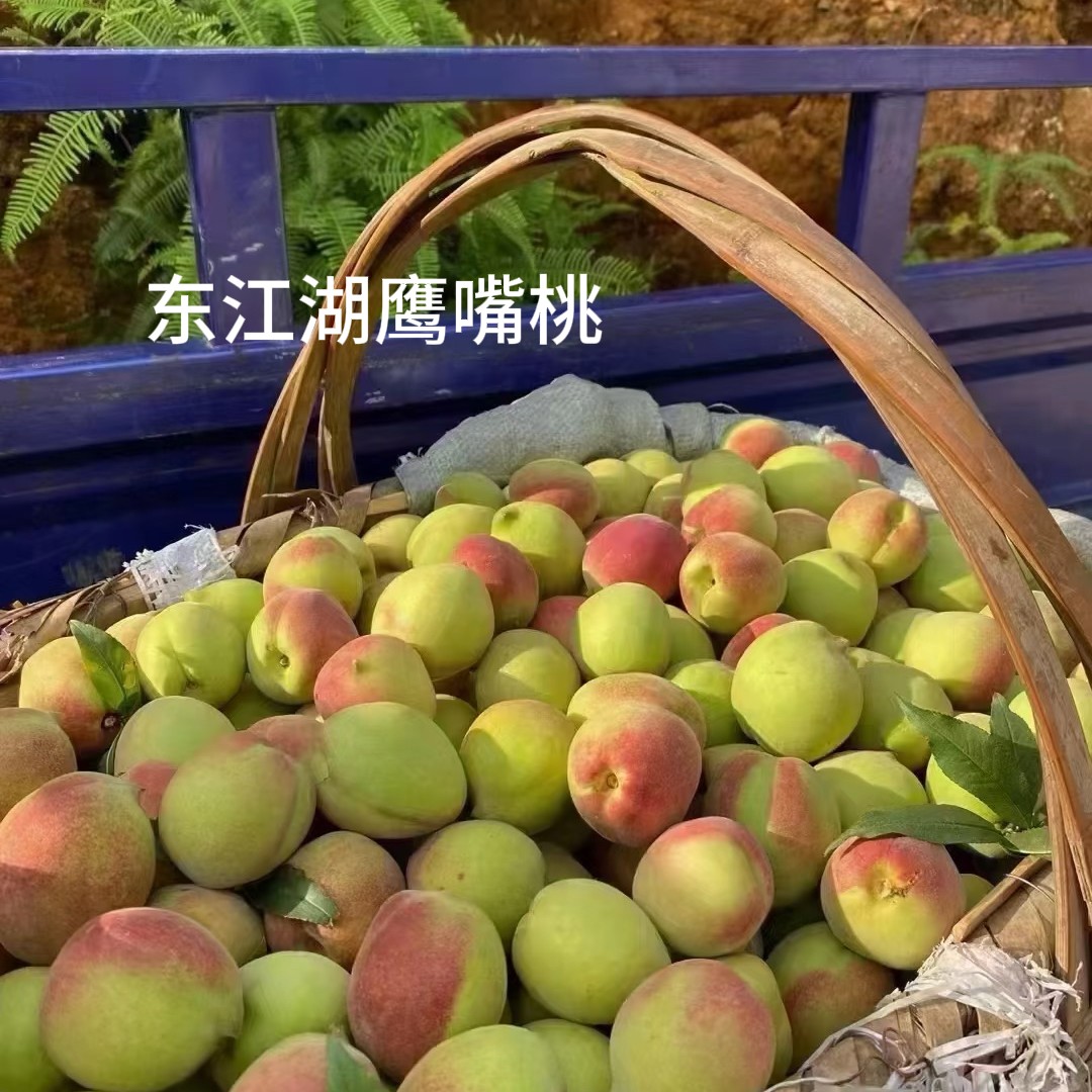 湖南东江湖鹰嘴桃现摘中果5斤装【顺丰包邮】