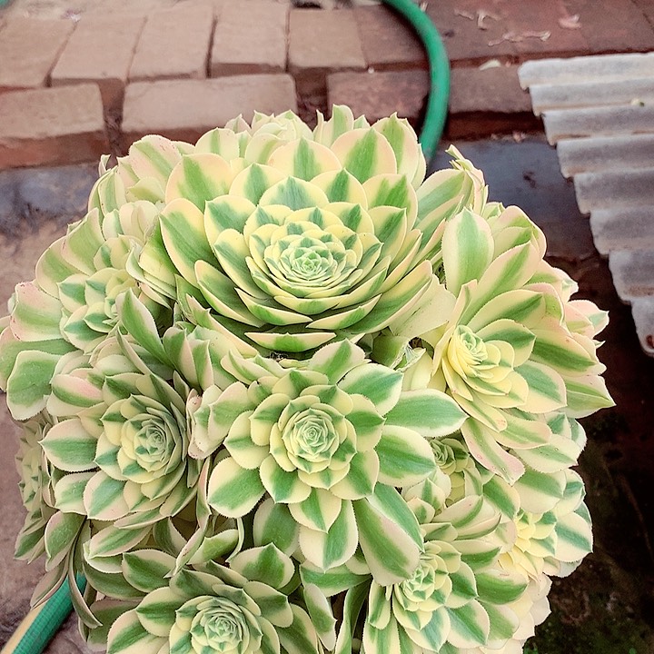 迈巴赫，有微瑕的