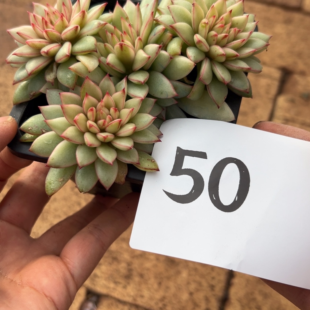 萱***子50、ffffggggg拒绝聚聚