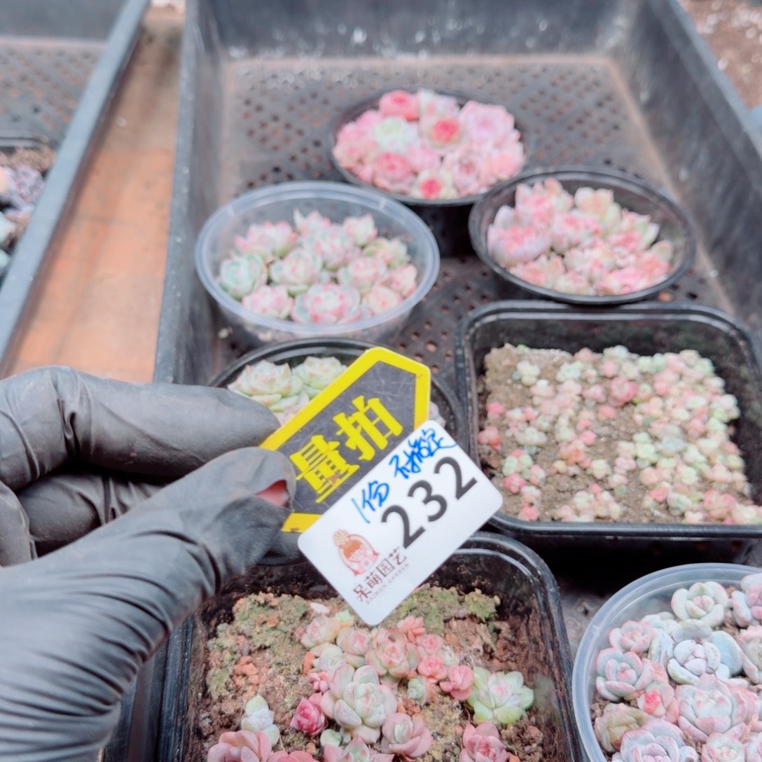 多肉植物多肉植物