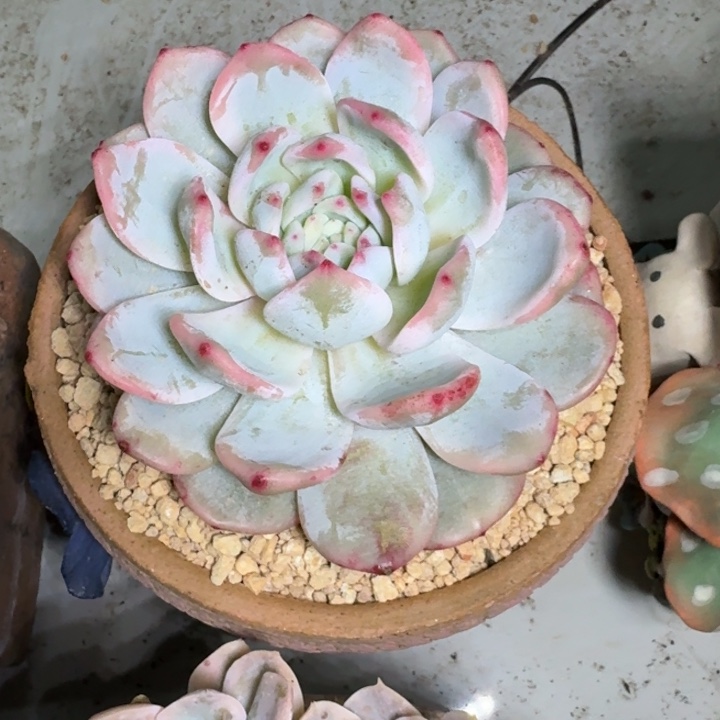 橙梦露锦 一物一拍