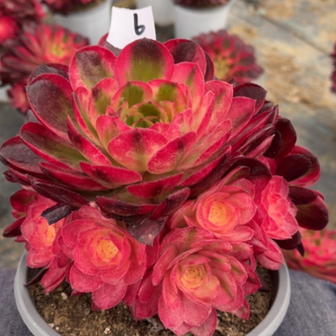 【闪购商品】6荔枝多肉法师