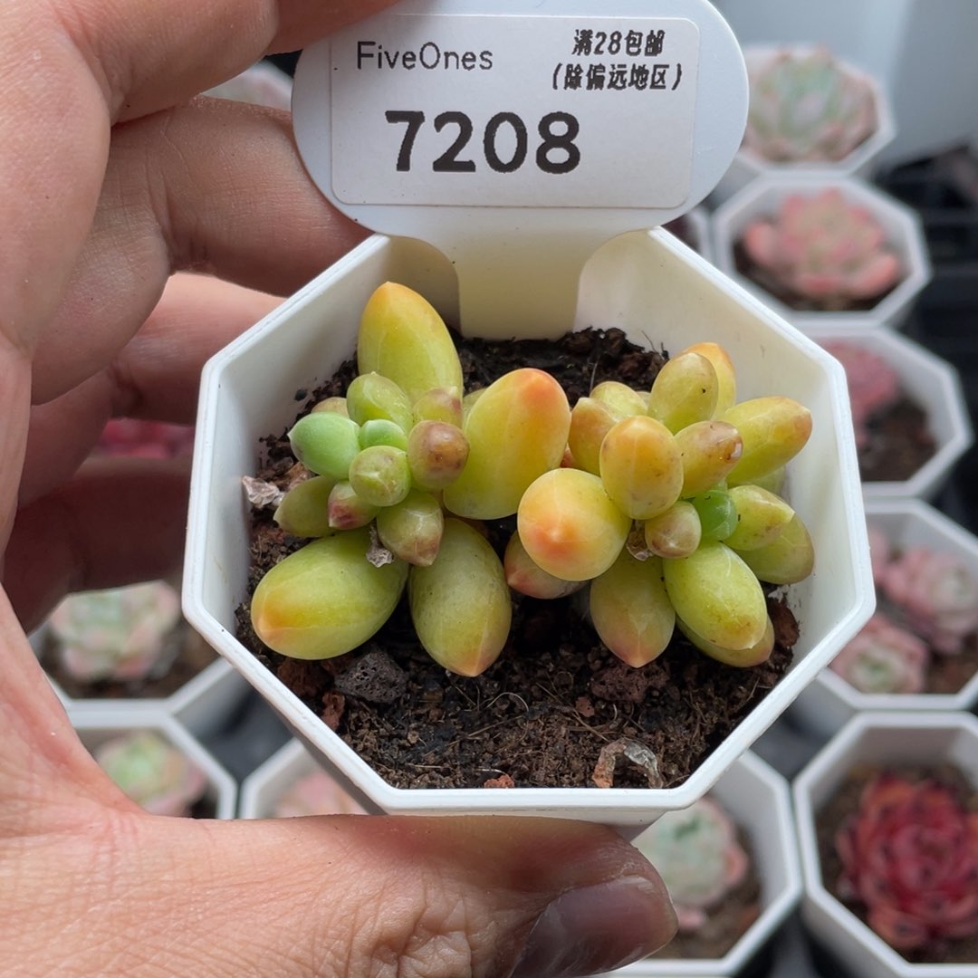 7208黄香蕉6厘米