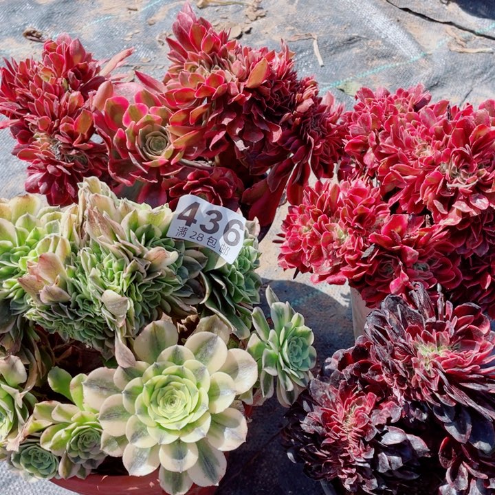 多肉植物组合436