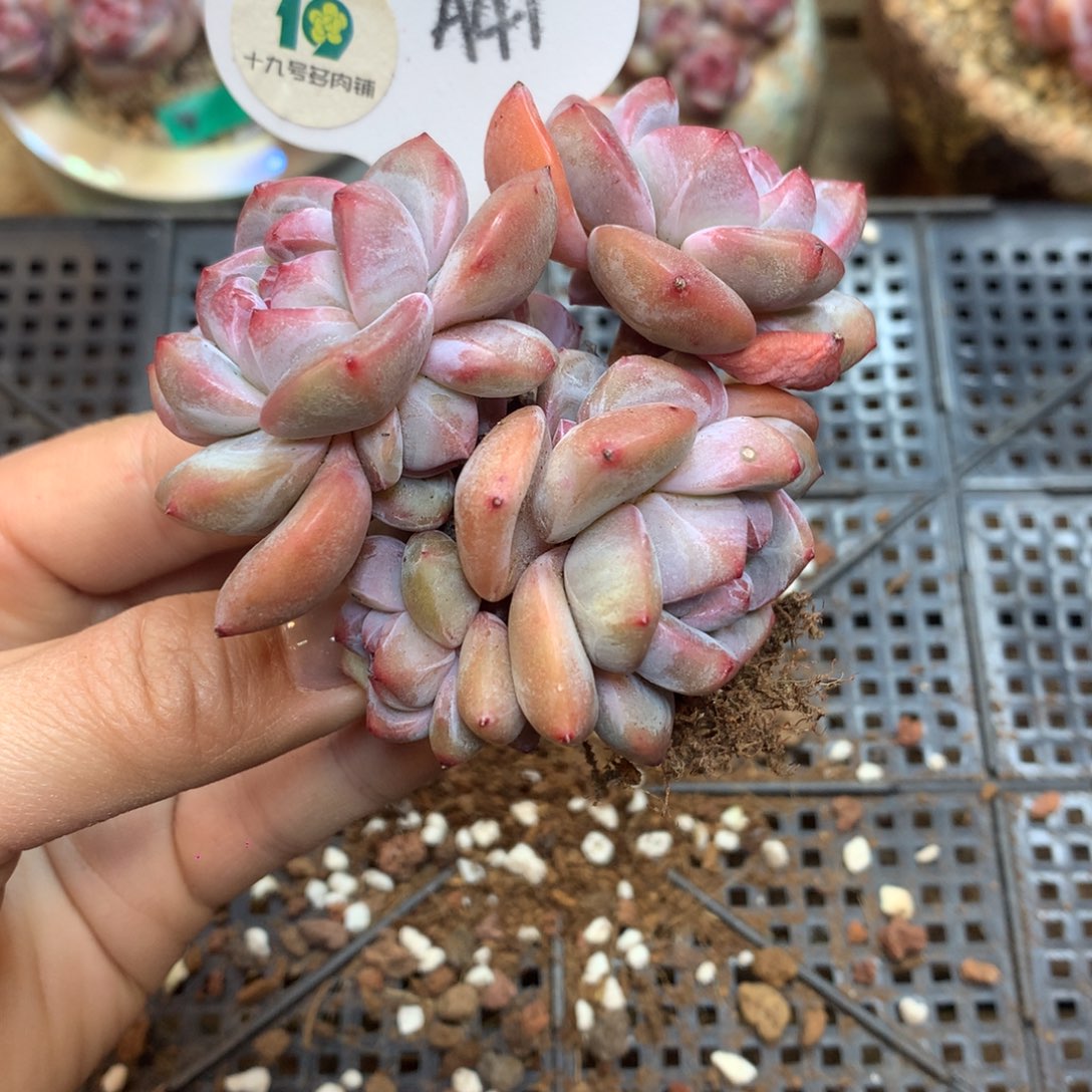 安***光A41 时光 专拍突尼斯