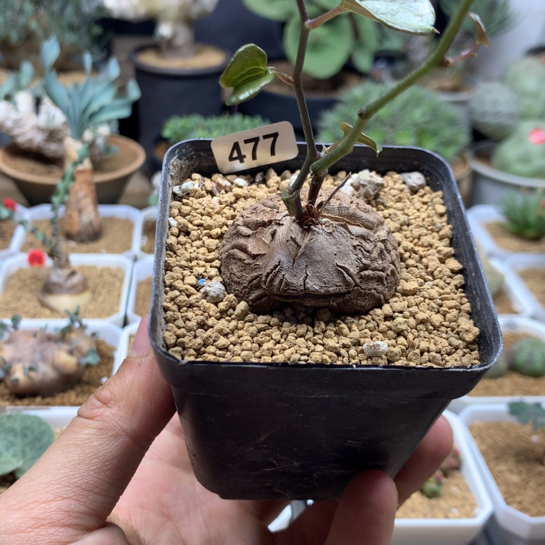 @***月南非龟甲龙带盆发货