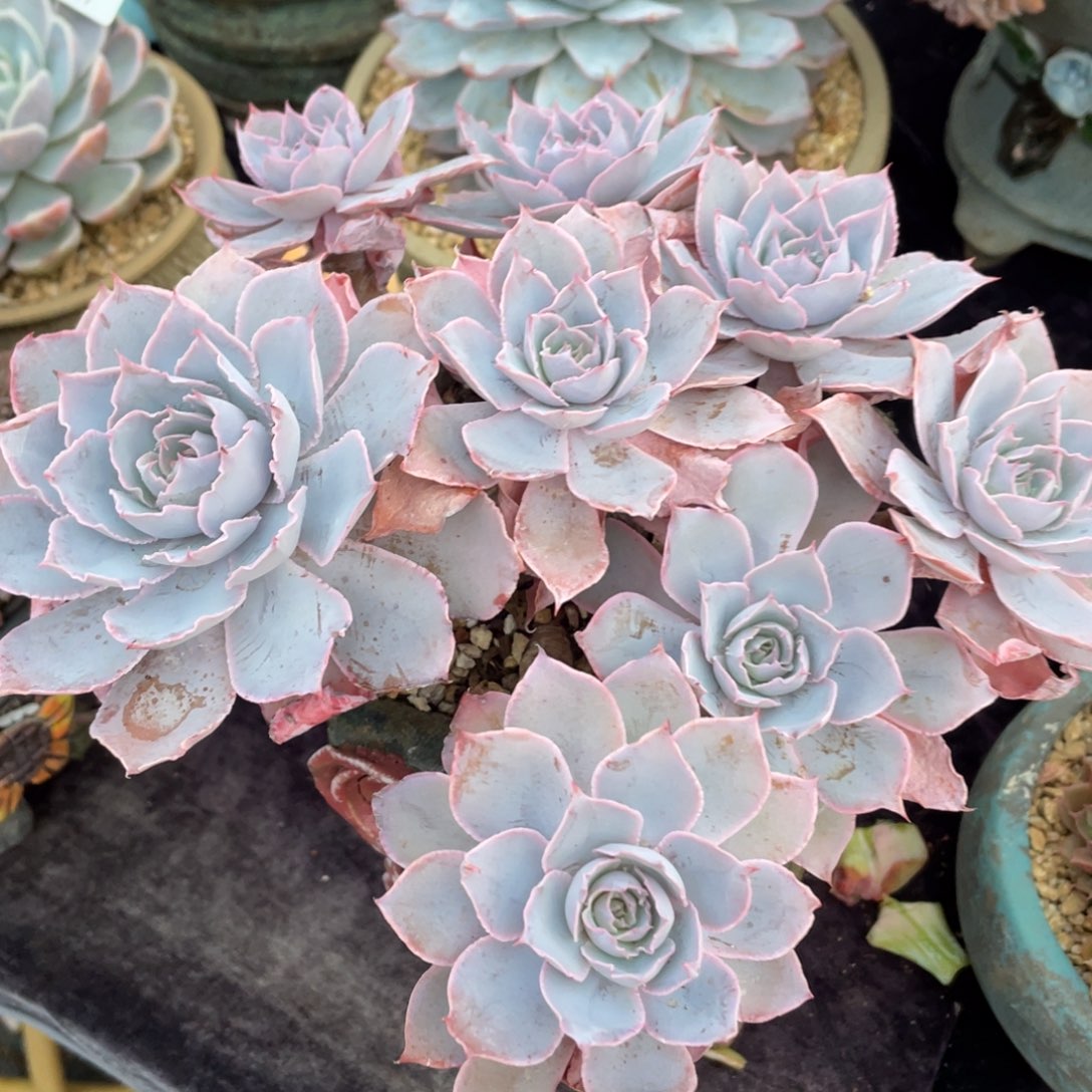 一***啊1177pink群生多肉植物一物一拍