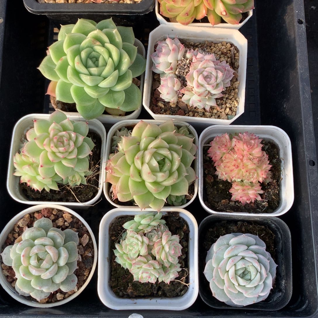 1129-74 套餐一组