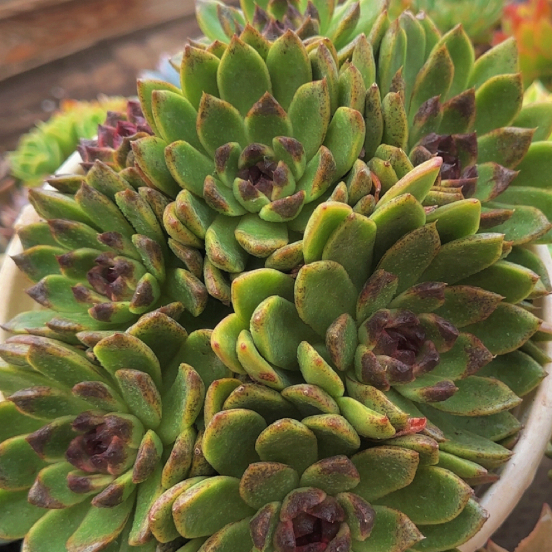 多肉植物糖心水晶玫瑰大手捧花（绿植.花卉.盆栽.精品多肉  花草  