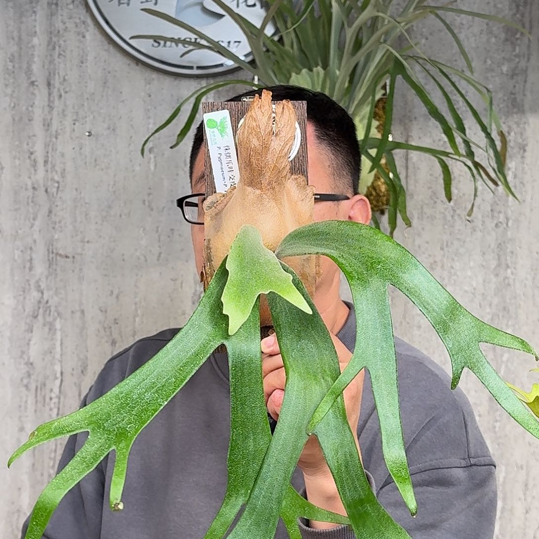 完全开放侏儒爪哇交皮陈5号鹿角蕨书签板