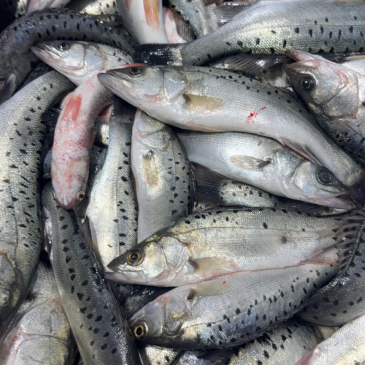 渤海湾海捕鲈鱼！5斤！无敌新鲜度！风后福利！