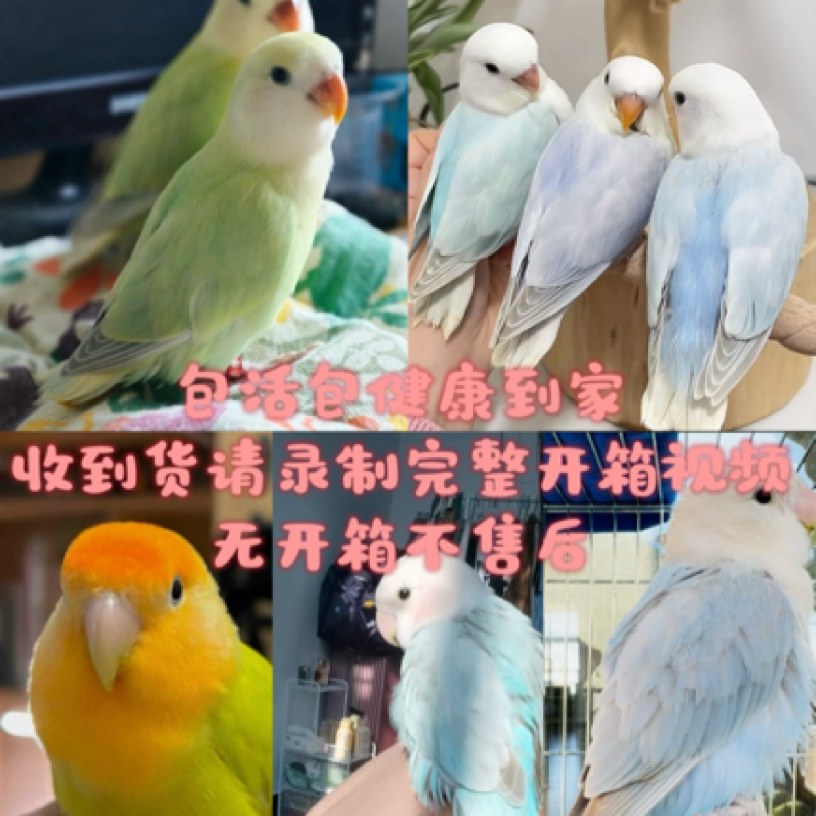 手养牡丹鹦鹉雏鸟活体宠物鸟（直播链接一物一拍）已验性别 