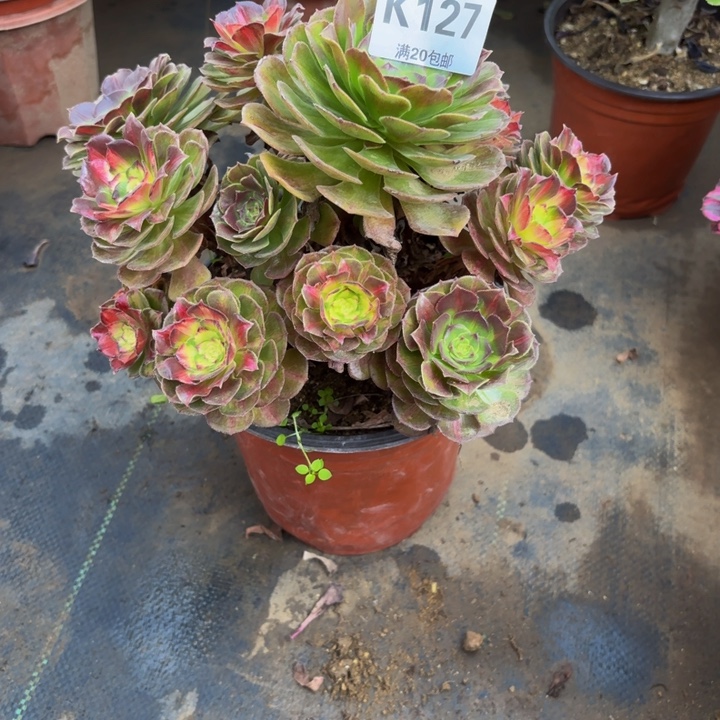 瑞妈多肉植物127海王七彩