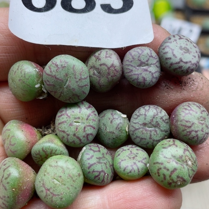 683红纹青姬16颗