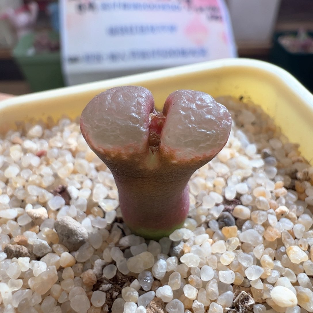 589。青蛙种源1802.1黑眼豆豆