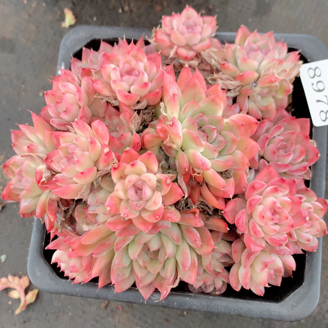 8978杂交多肉植物基地