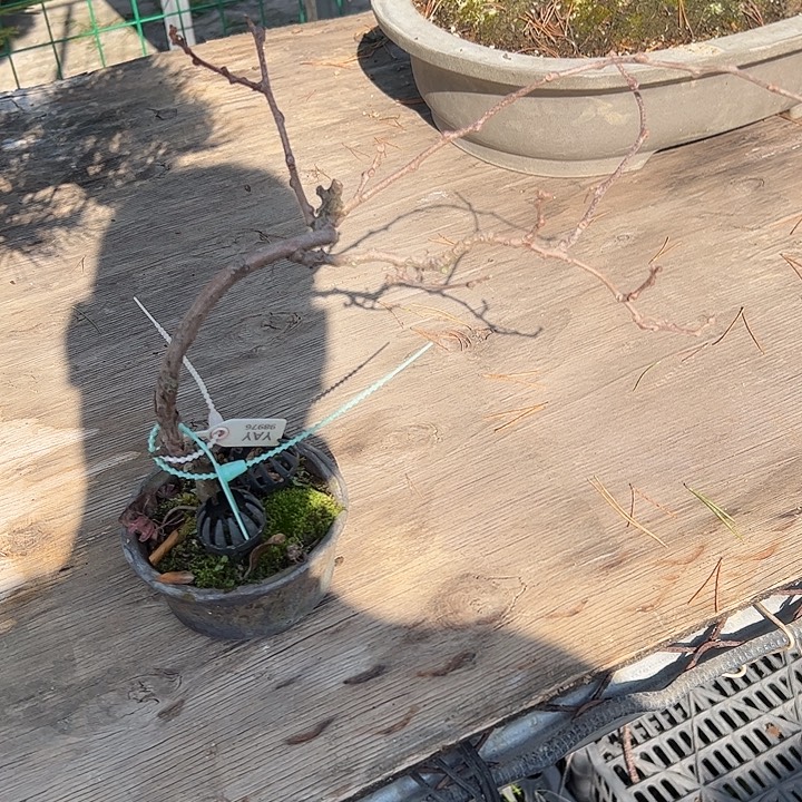 美***赏无花朵盆景不包邮33086