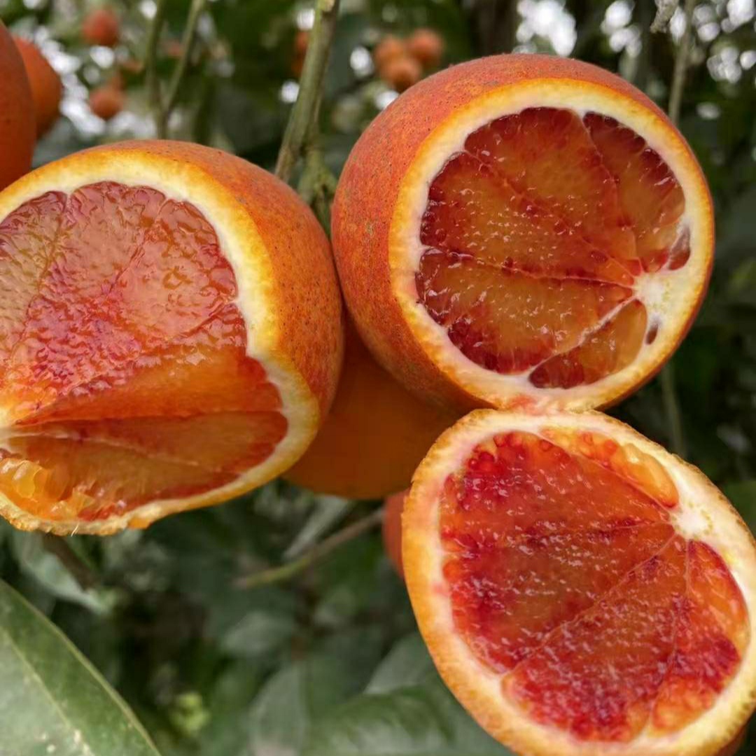 【塔罗科血橙】重庆万州塔罗科血橙自家种植现摘现发