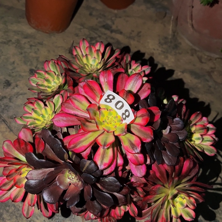 808舞天姬多肉植物处理不售后