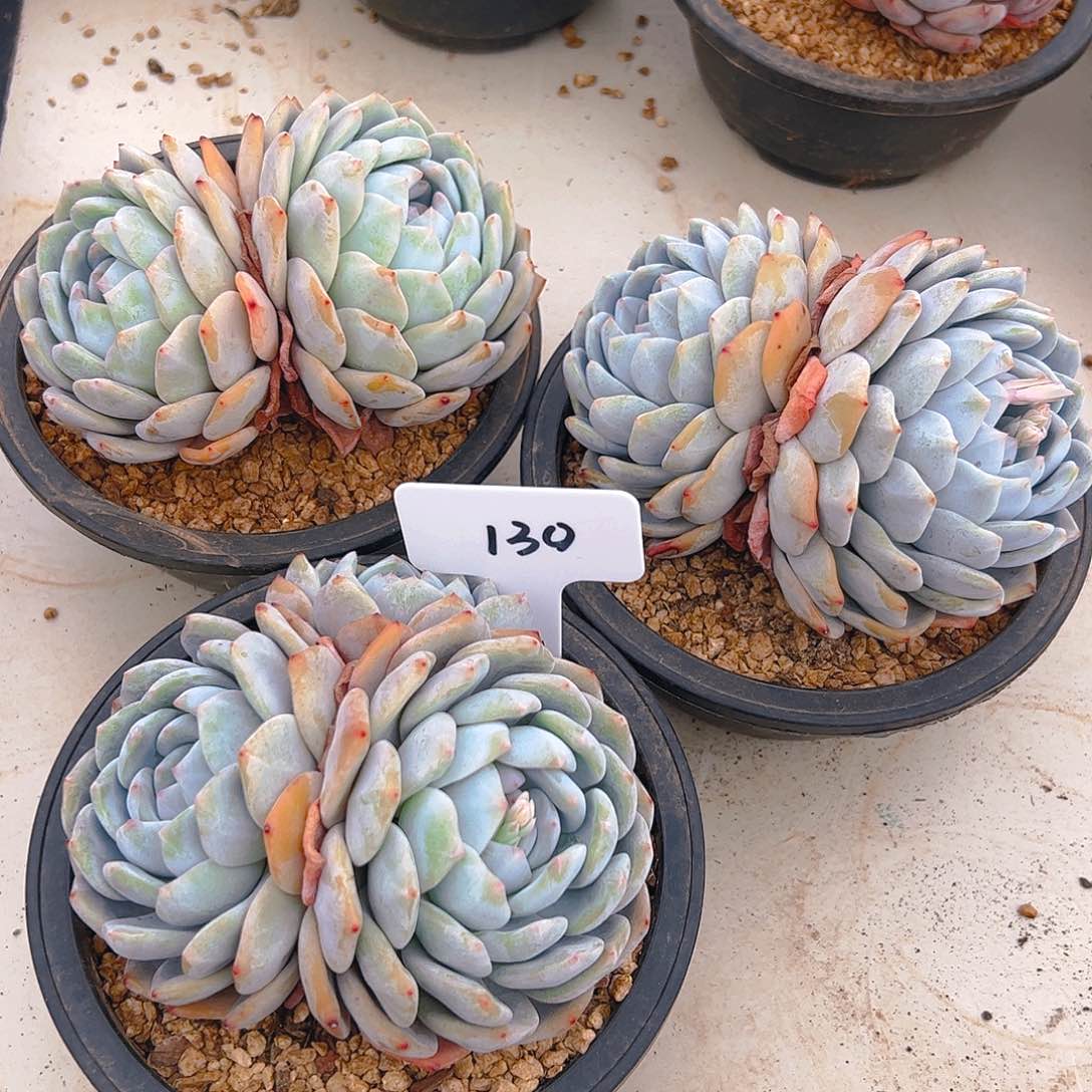 橙梦露三颗130号一物一拍