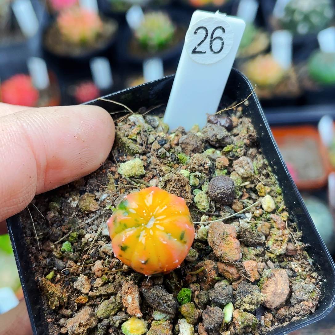 非偏远地区满25包邮仙人球1cm