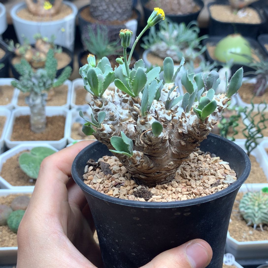 双刺瓶干棒槌带盆