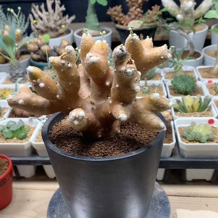 雪露厚敦菊杂交脱土
