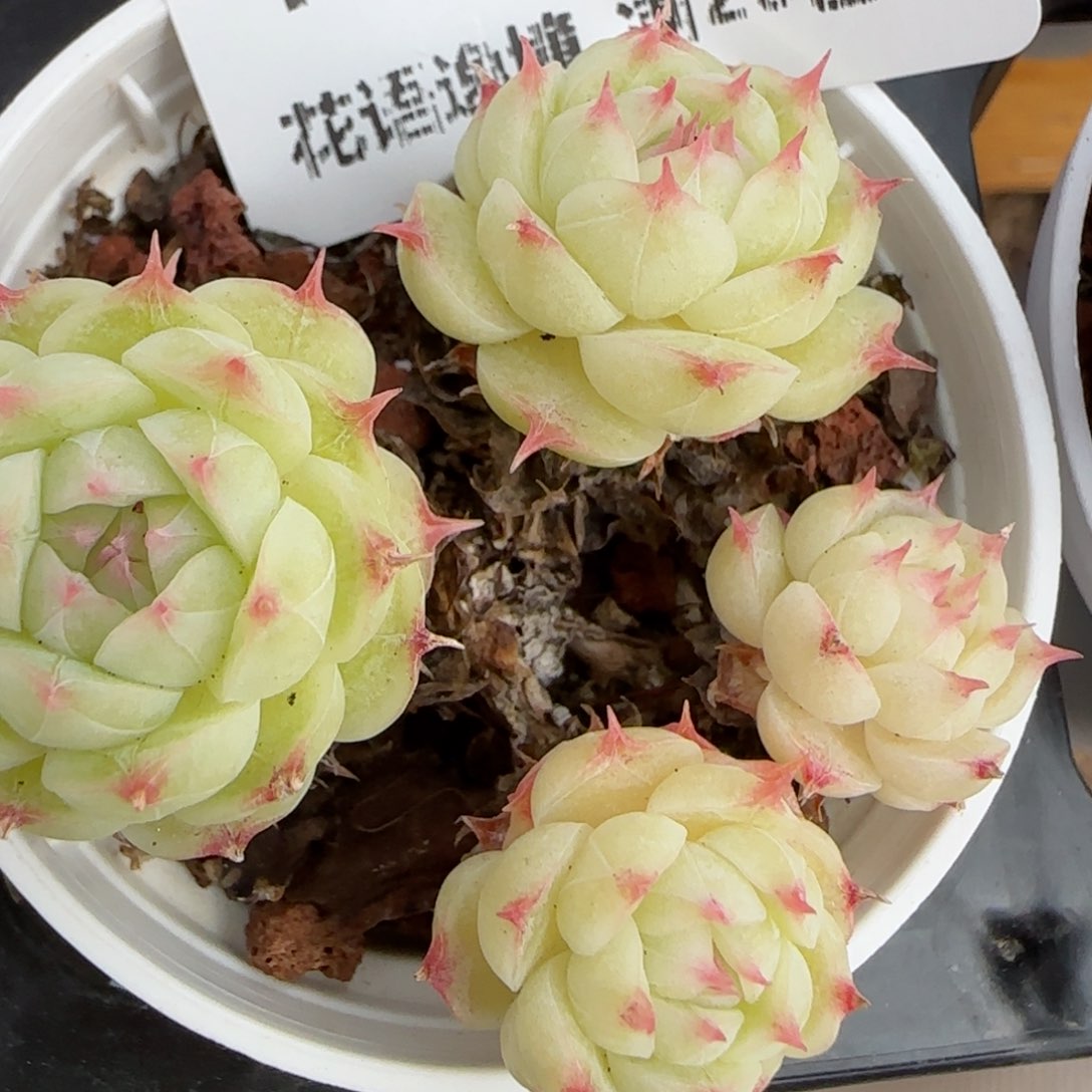 花语逸镜0205-159