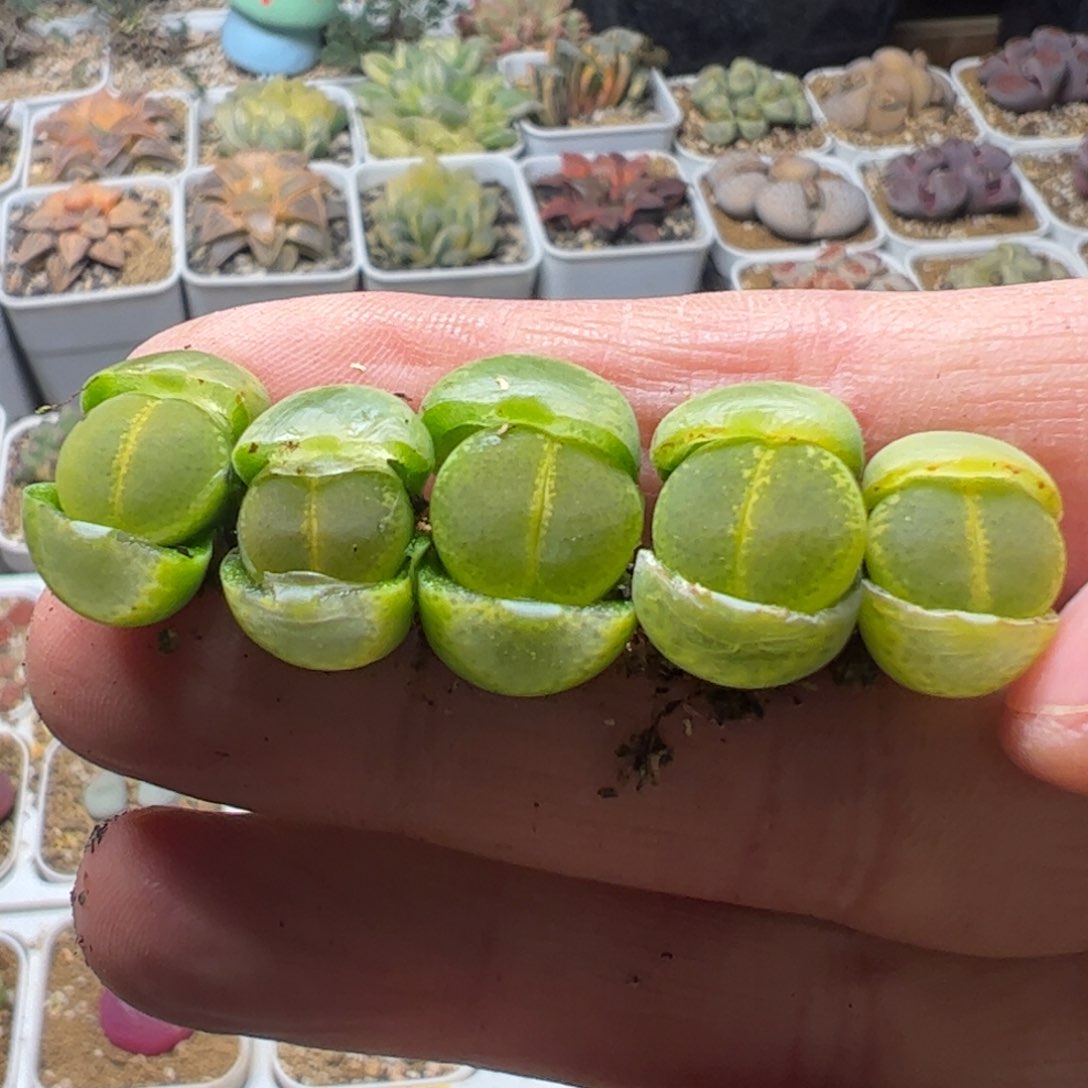 5棵绿体钻石多肉植物百科