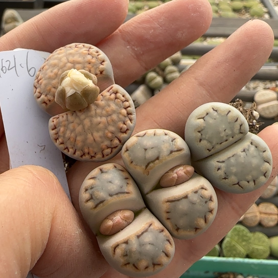 11.12号爱萌多肉脱土饼干福利8085