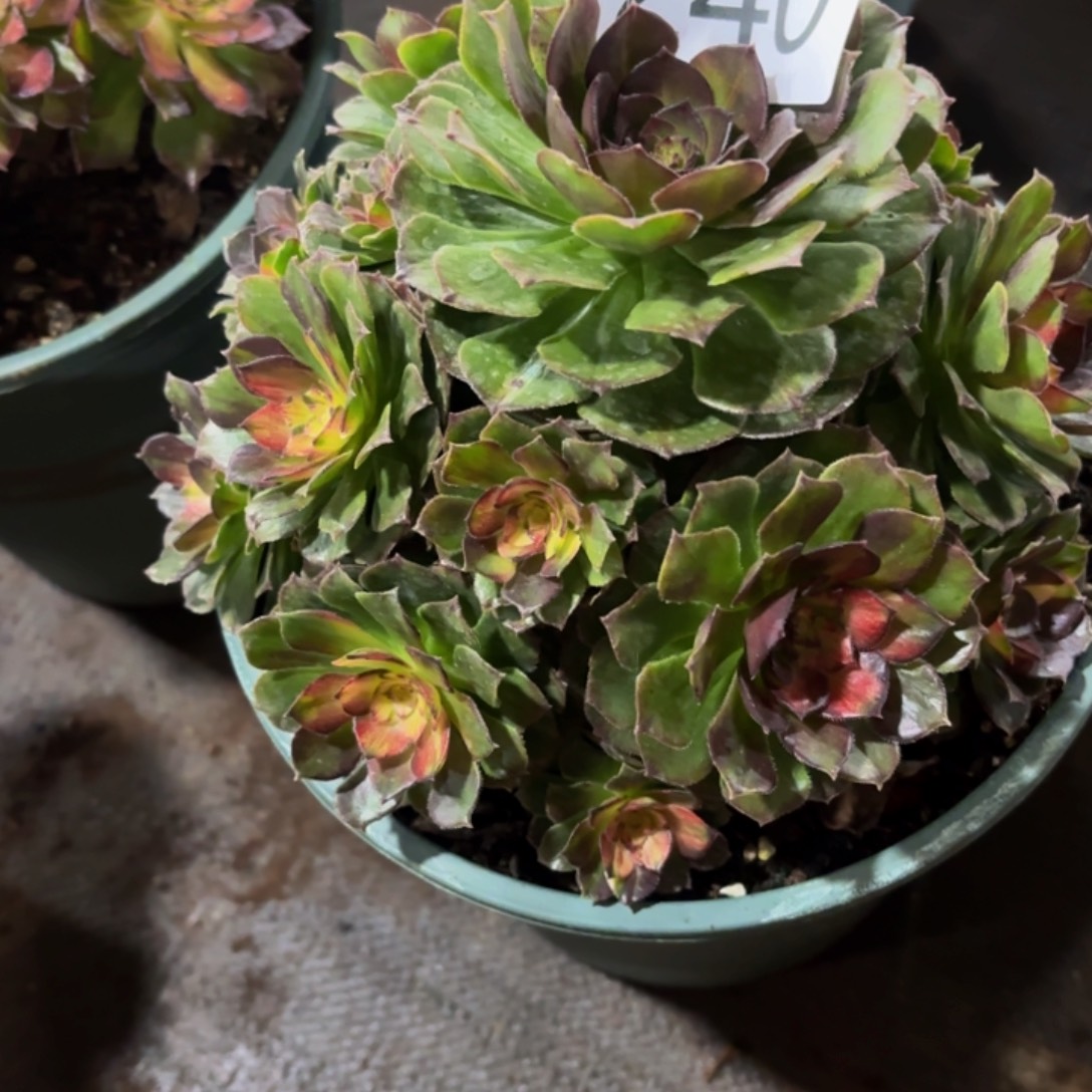 好***到哈哈多肉葡萄福利240