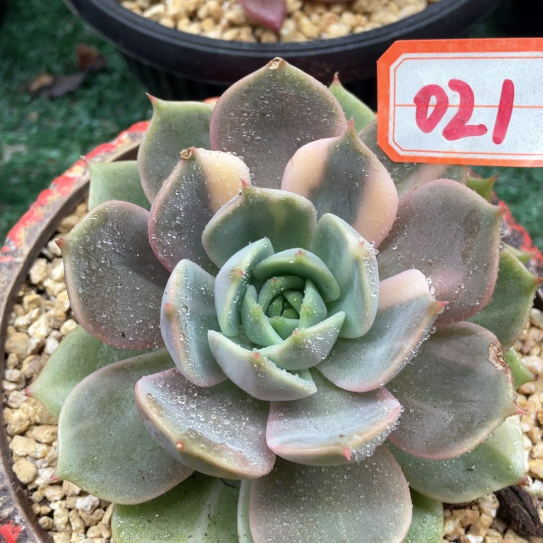 021 一物一拍28包邮非偏远