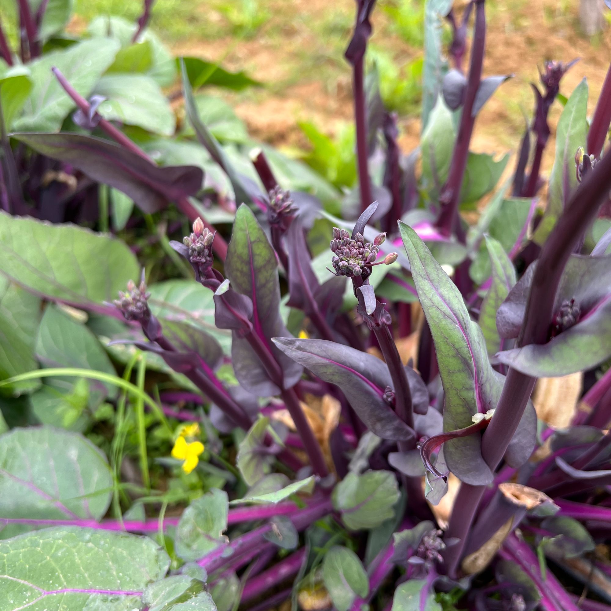 【红菜苔】湘西农家新鲜采摘红菜苔