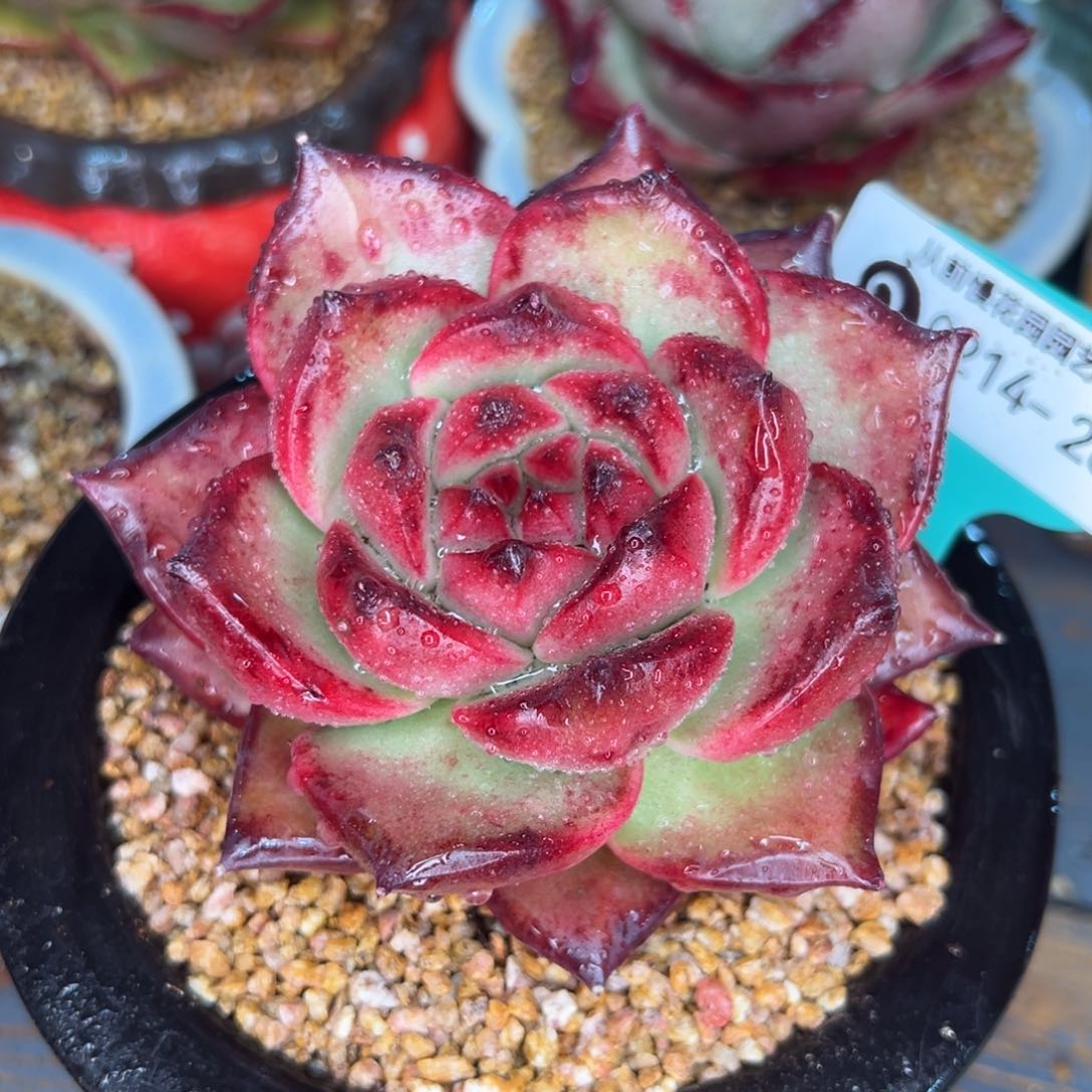 从前慢多肉精选编号0214.263