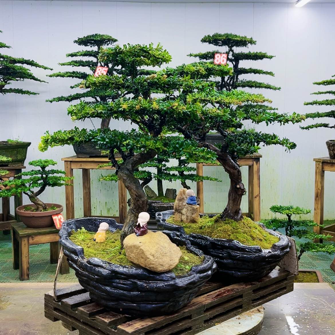 【闪购商品】无花朵