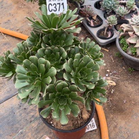 371原始绿不包断枝