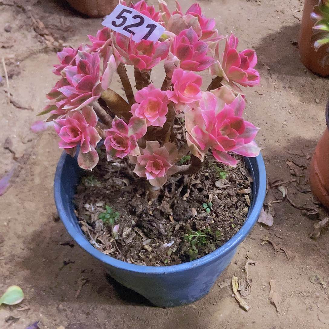 521粉女郎老庄朵朵特价